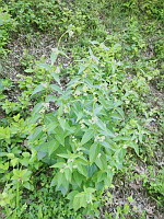 Dompte-venin officinal (photo Mrugala F., Venerieu, mai 2024)(2)